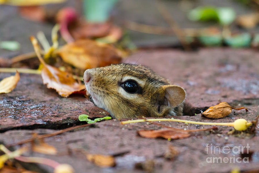 Chipmunk Hiding Spot Photograph by Dawna Moore Photography
