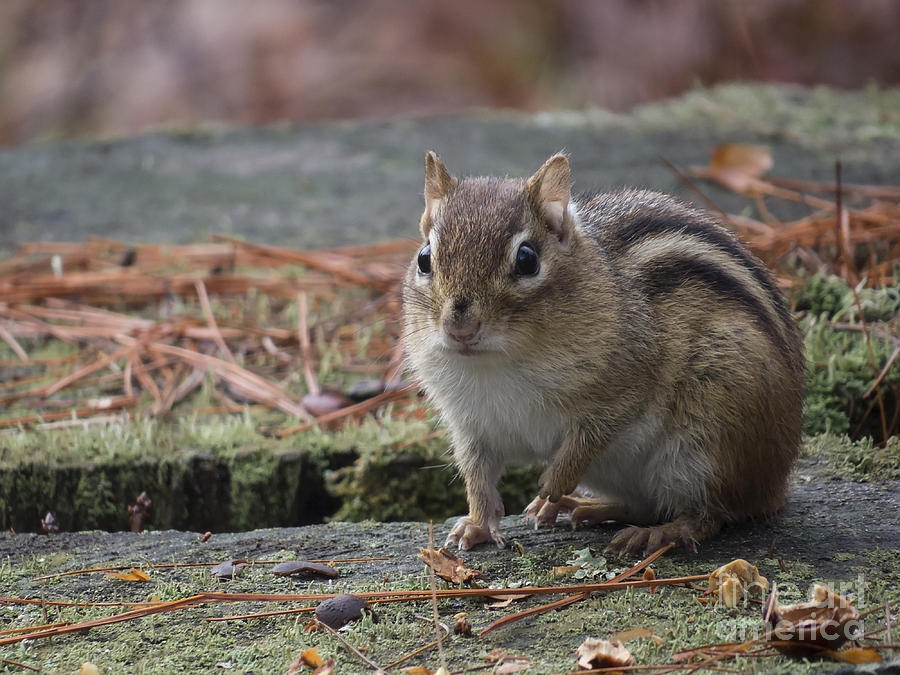 Chipmunk III by Lili Feinstein Chipmunk III by Lili Feinstein