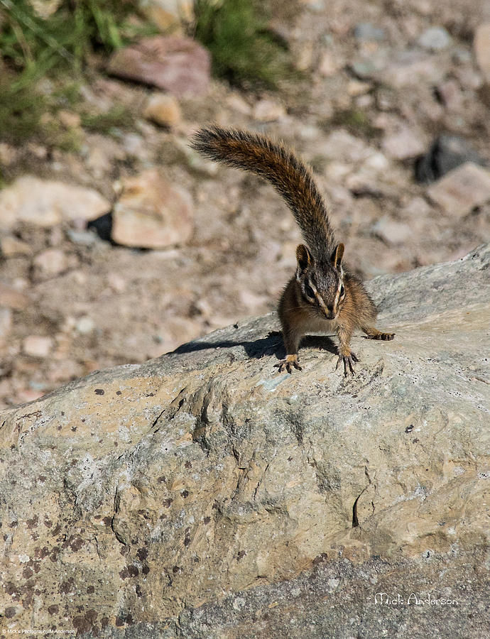 Chipmunk in Glacier National Park Photograph by Mick Anderson