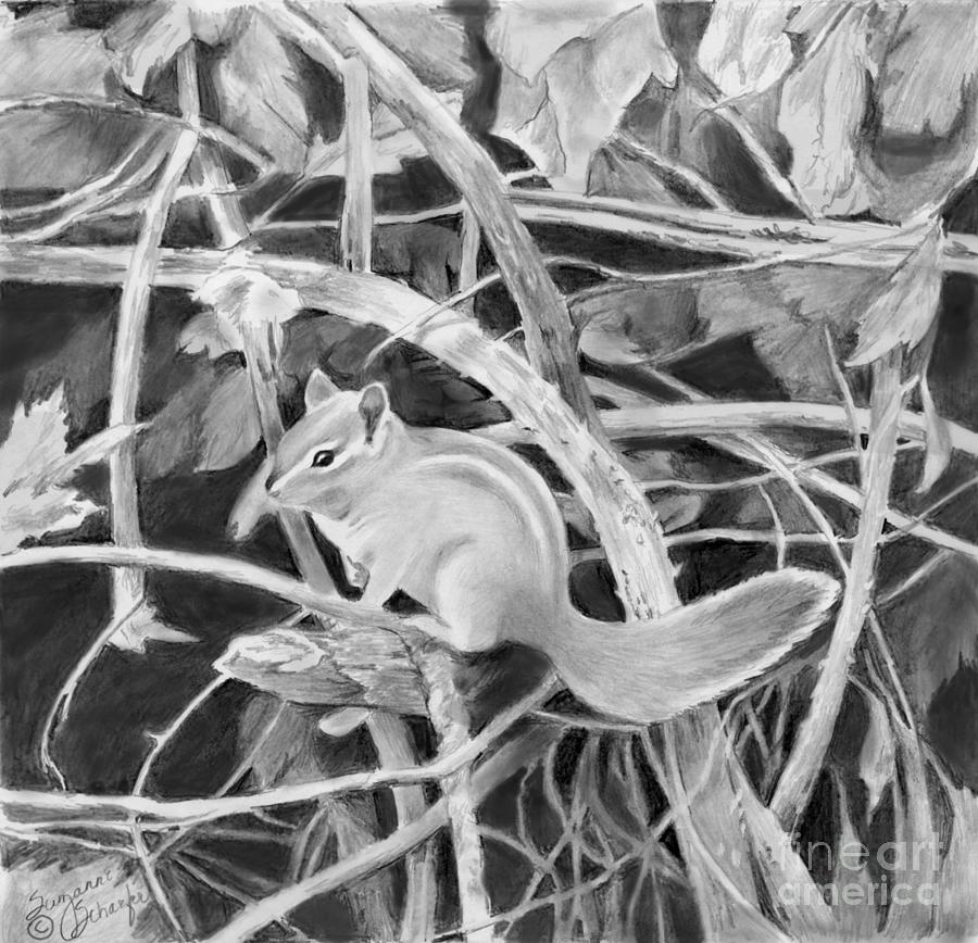 Chipmunk in the Bramble Bushes Drawing by Suzanne Schaefer