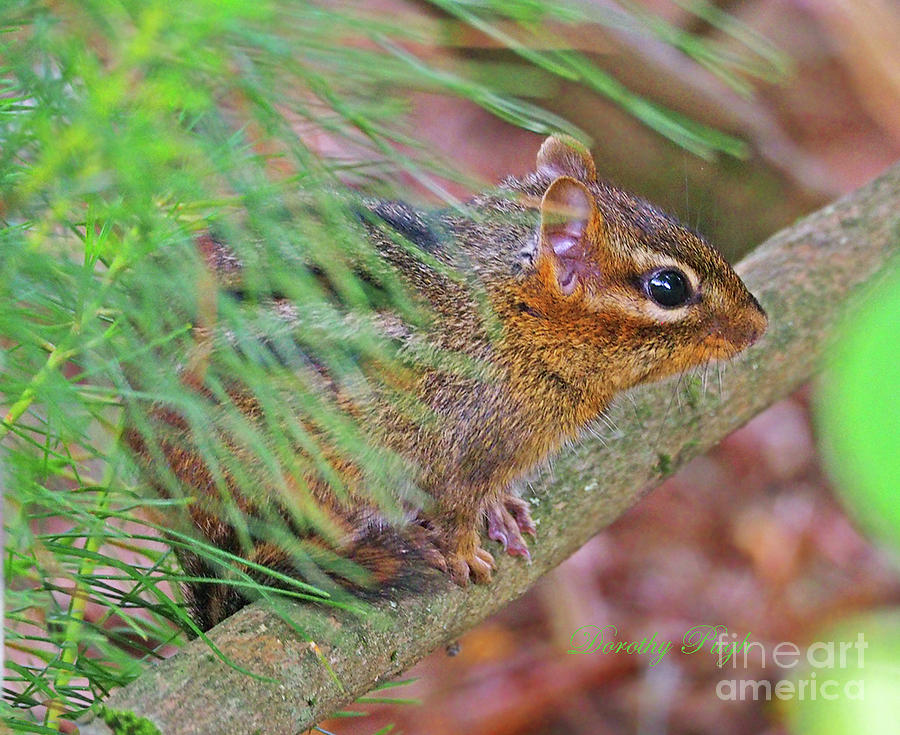 Chipmunk in the Woods Photograph by Dorothy Pugh