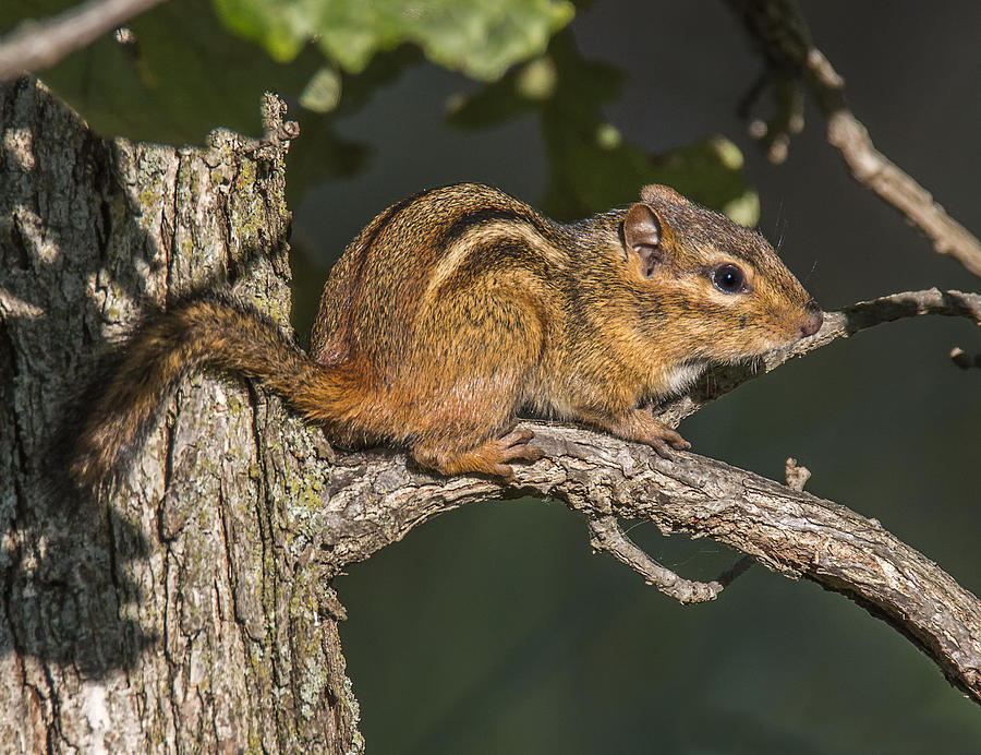 Chipmunk in Tree Photograph by Sue Matsunaga