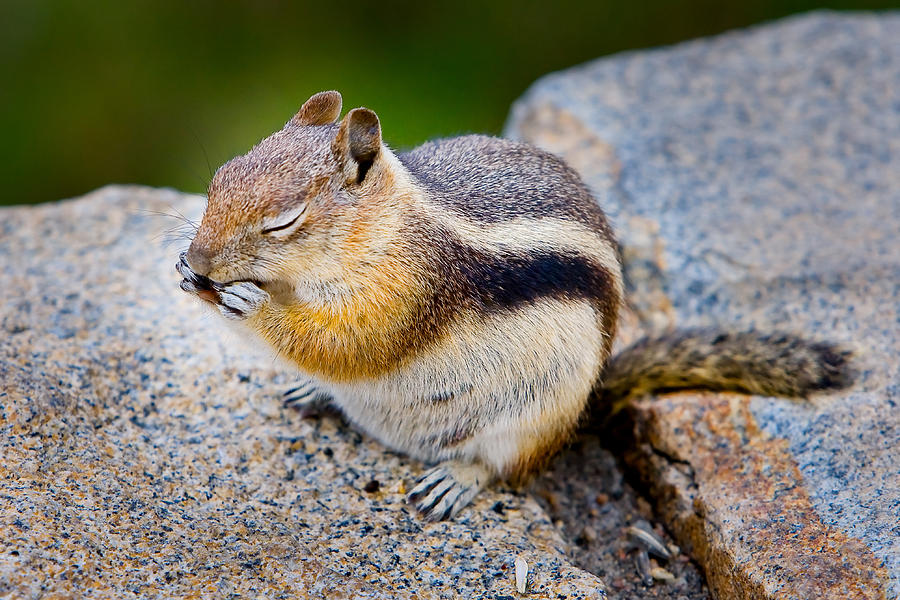 Nature Photograph - Chipmunk by James O Thompson