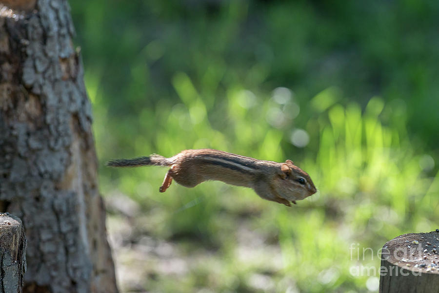Chipmunk jumping to other log Photograph by Dan Friend