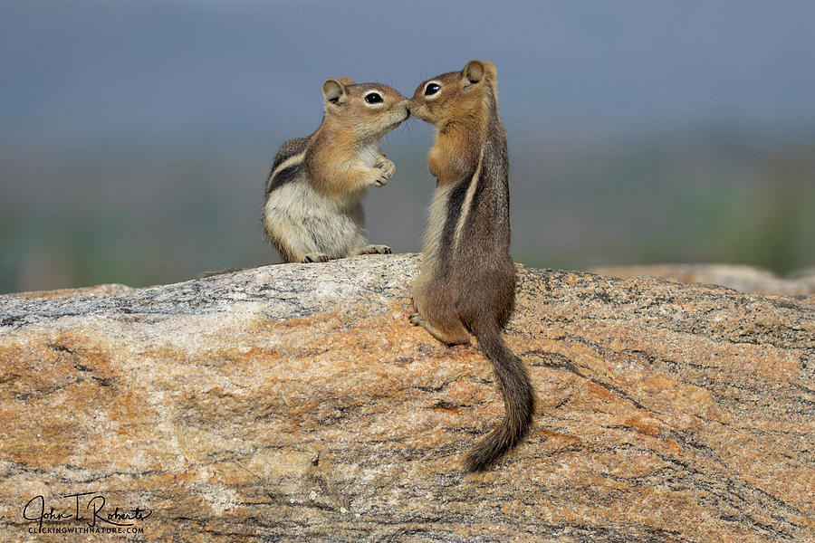 Chipmunk love Photograph by Clicking With Nature