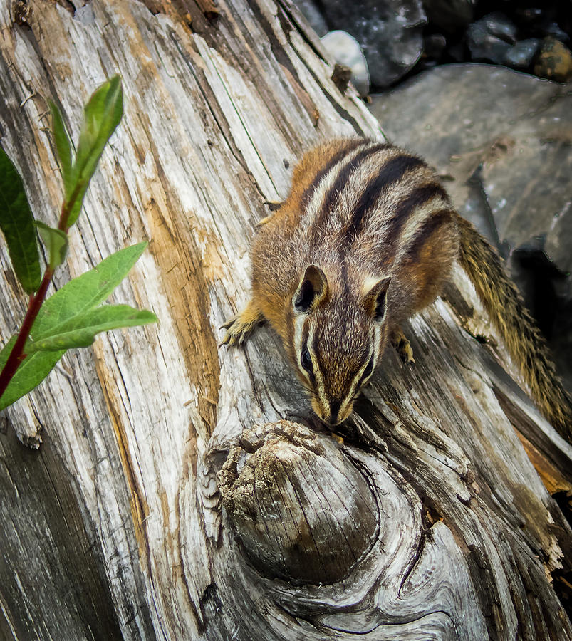 Rodent Photograph - Chipmunk on a Log by Phil And Karen Rispin