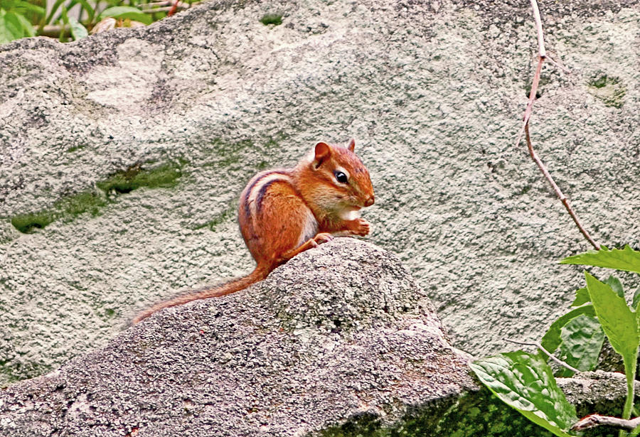Chipmunk On A Rock 001 Photograph by George Bostian