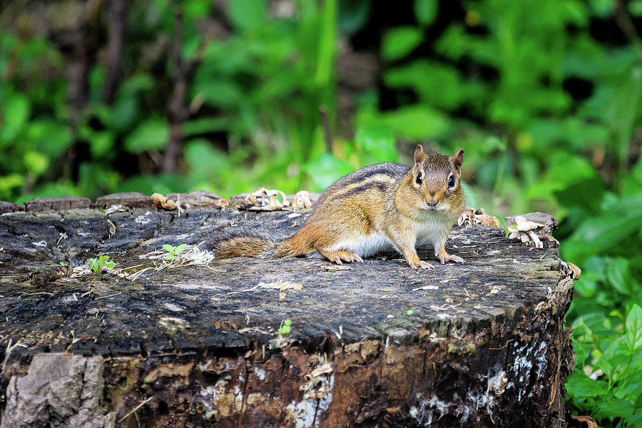 Chipmunk on a Stump Photograph by Joni Eskridge