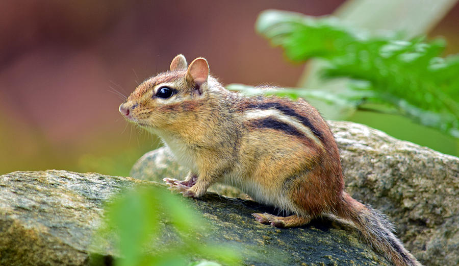 Animal Photograph - Chipmunk by Patrick Latvis Animal Photograph - Chipmunk by Patrick Latvis
