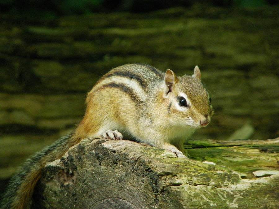 Chipmunk Photograph by Peggy King
