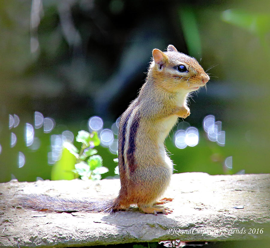 Chipmunk  Photograph by PJQandFriends Photography