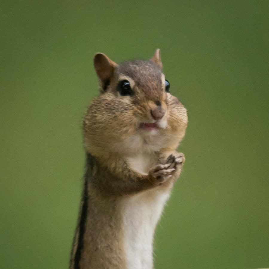 Chipmunk Smile Square Photograph by Terry DeLuco