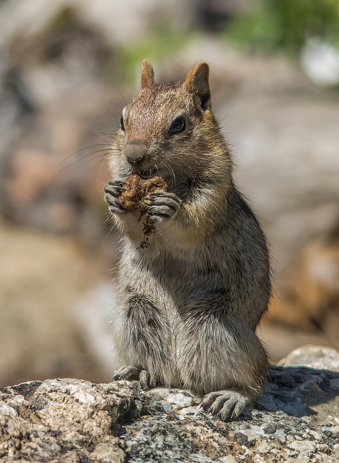 Chipmunk Snacking Photograph by Loree Johnson