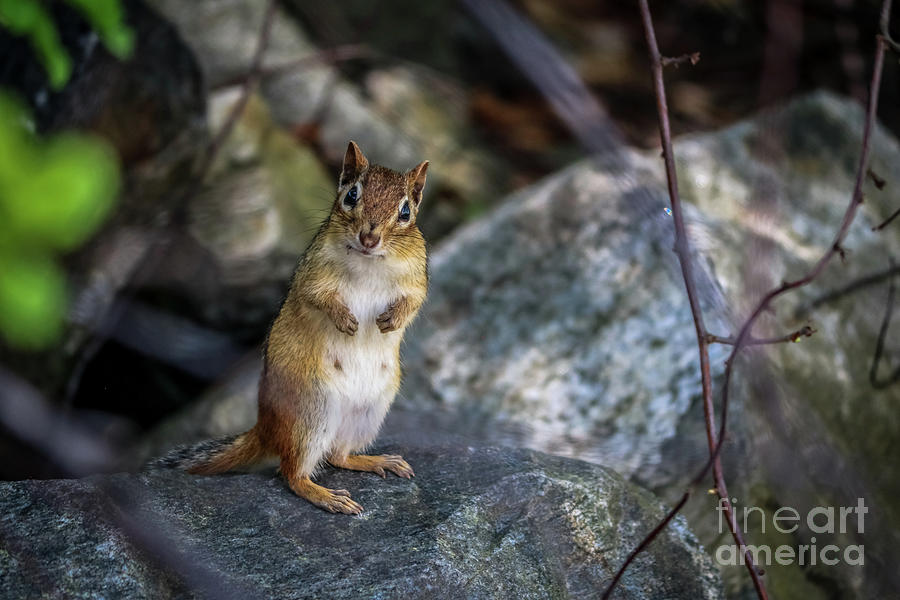 Chipmunk standing up Photograph by Claudia M Photography