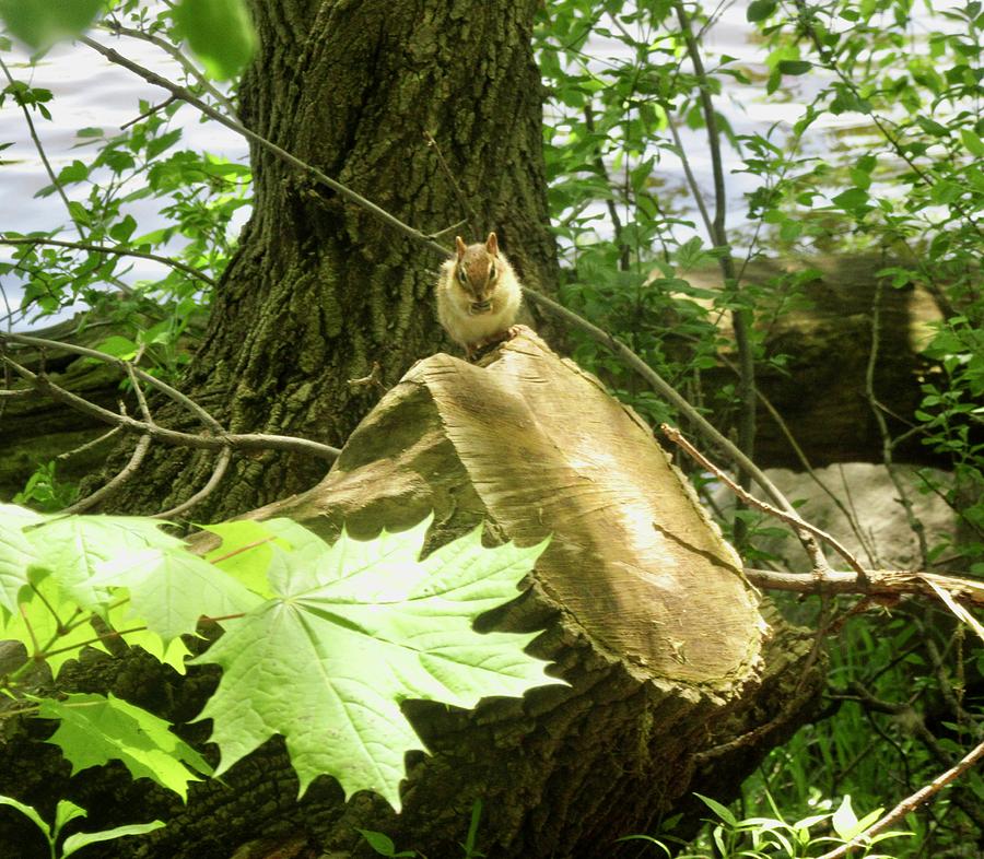 Chipmunk Photograph by Stephanie Moore
