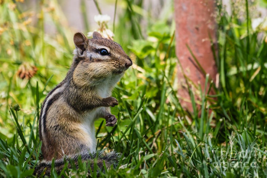 Chipmunk Striking a Pose Photograph by Dawna Moore Photography