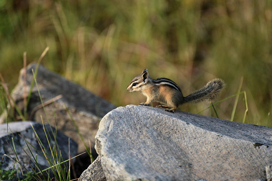 Chipmunk Photograph by Whispering Peaks Photography