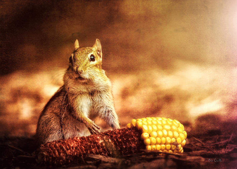 Chipmunk with corn Photograph by Bob Orsillo