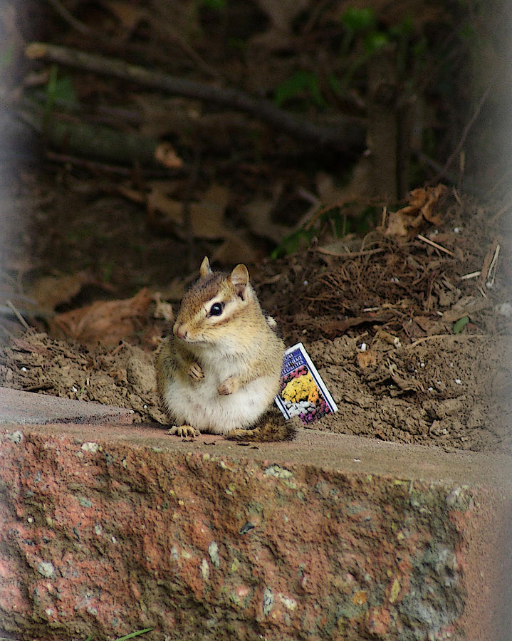 Chipmunk with Seed packet in Poster Edges Photograph by Margie Avellino