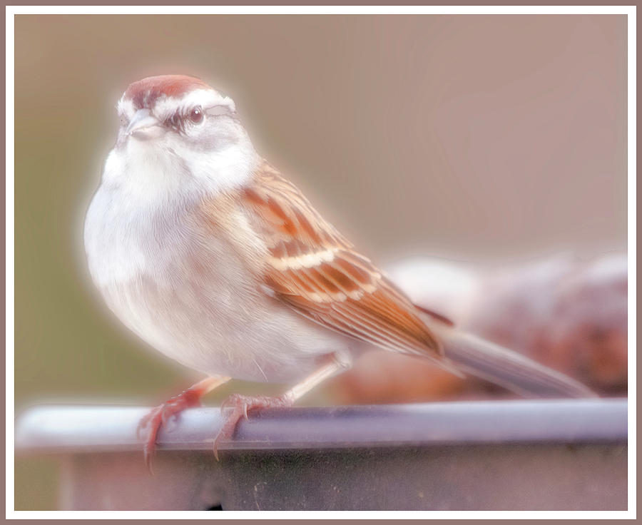 Chipping Sparrow Photograph by A Macarthur Gurmankin