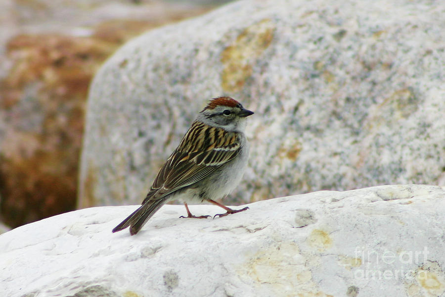 Chipping Sparrow Photograph by Alyce Taylor