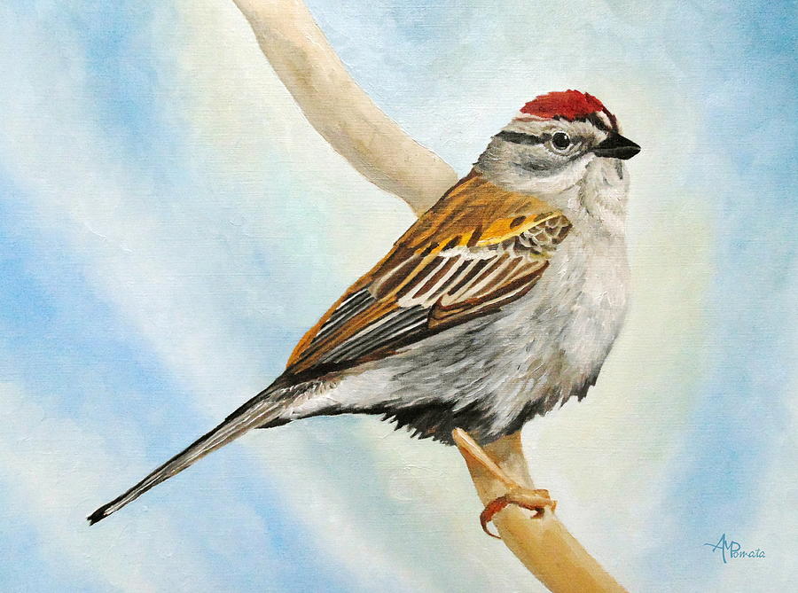 Nature Painting - Chipping Sparrow by Angeles M Pomata