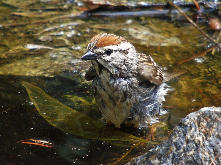 Chipping Sparrow Bathing Photograph by Barbara St Jean