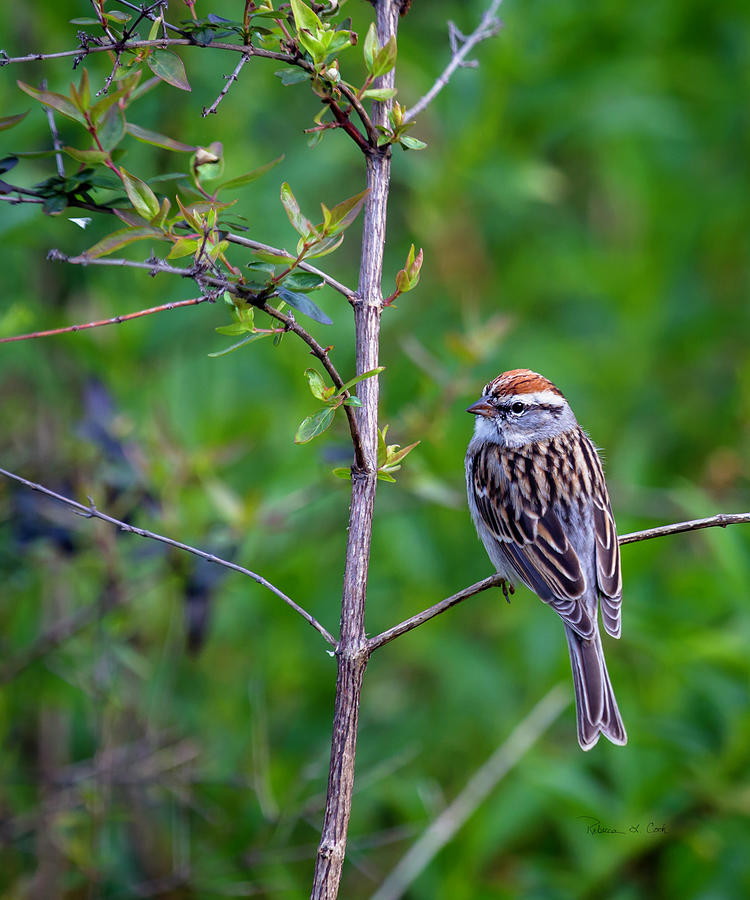 Sparrow Photograph - Chipping Sparrow  by Bellesouth Studio