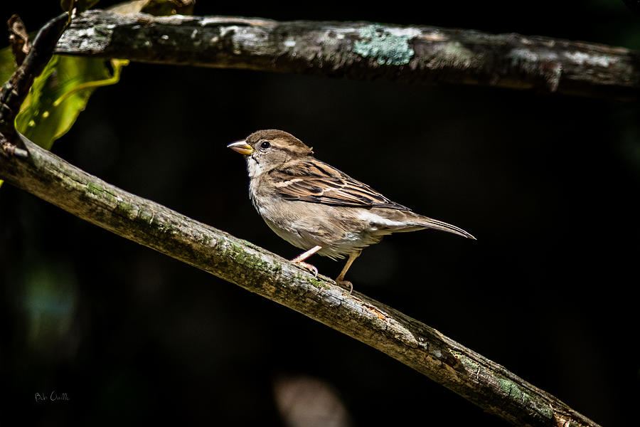 Sparrow Photograph - Chipping Sparrow by Bob Orsillo