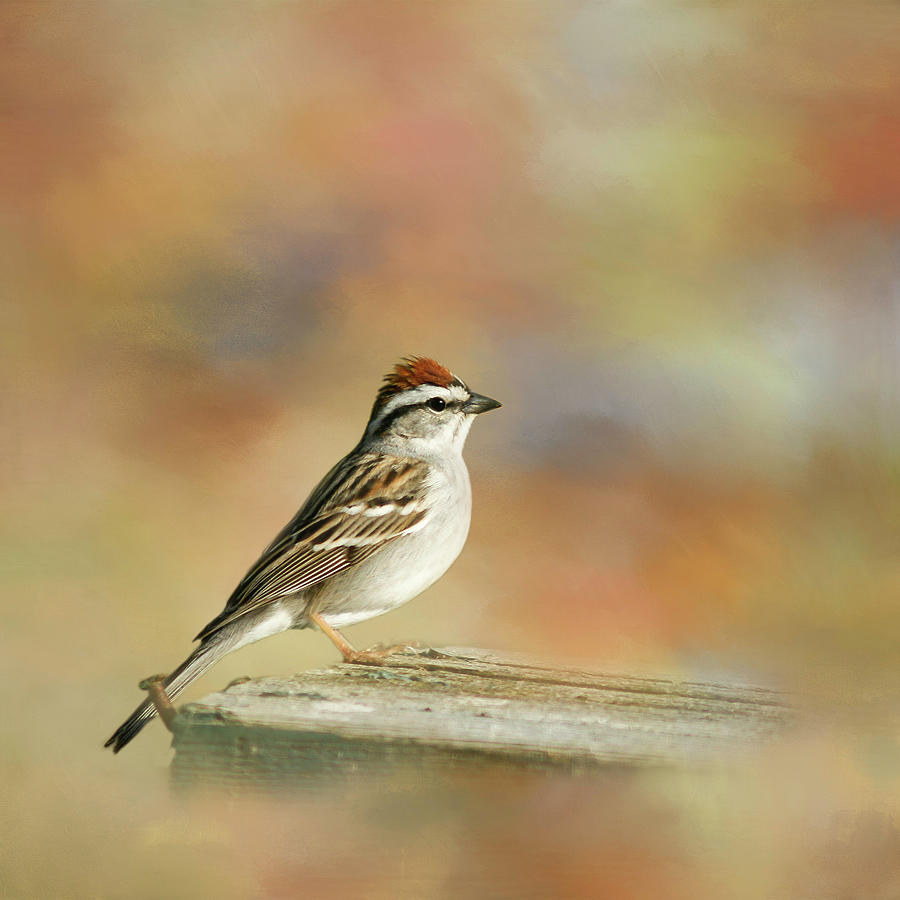 Chipping Sparrow Photograph by Cindi Ressler