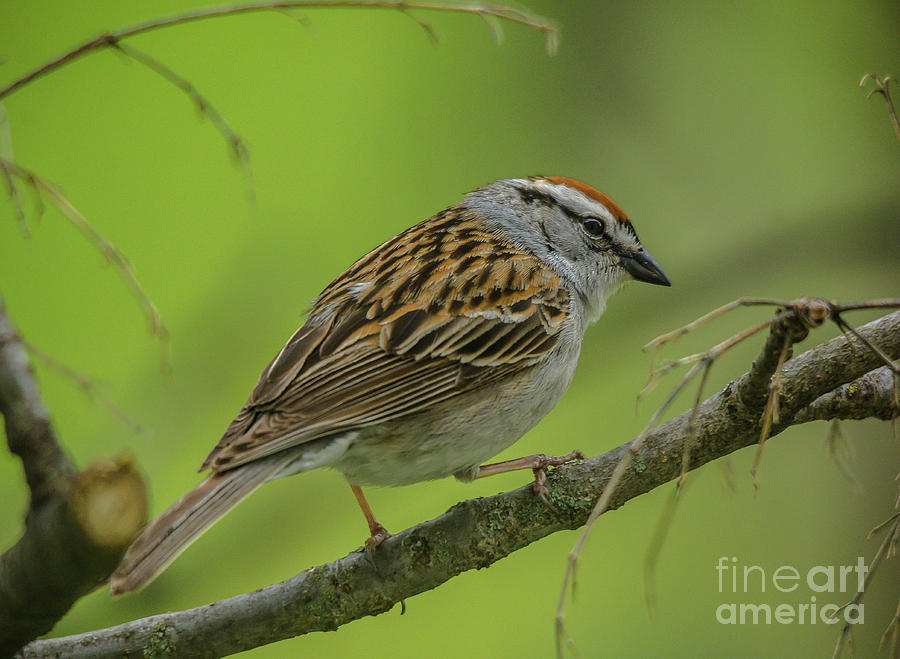Chipping Sparrow Cutie Photograph by Cheryl Baxter