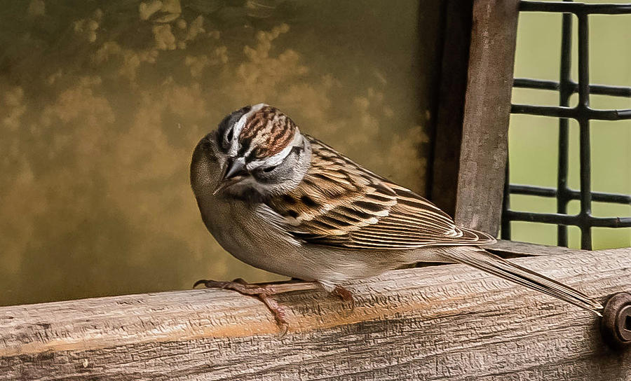 Chipping Sparrow Photograph by Cynthia Wolfe