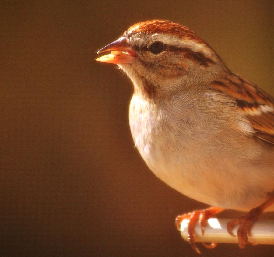 Chipping Sparrow Photograph by Eileen Brymer