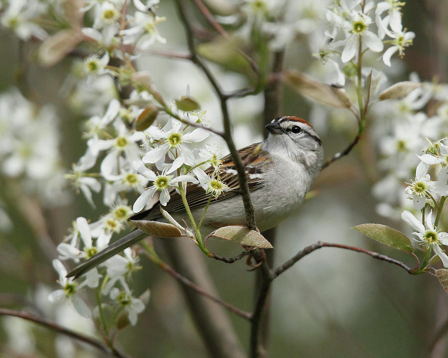 Sparrow Photograph - Chipping Sparrow in Blooming Serviceberry Bush by Kevin Shank Family