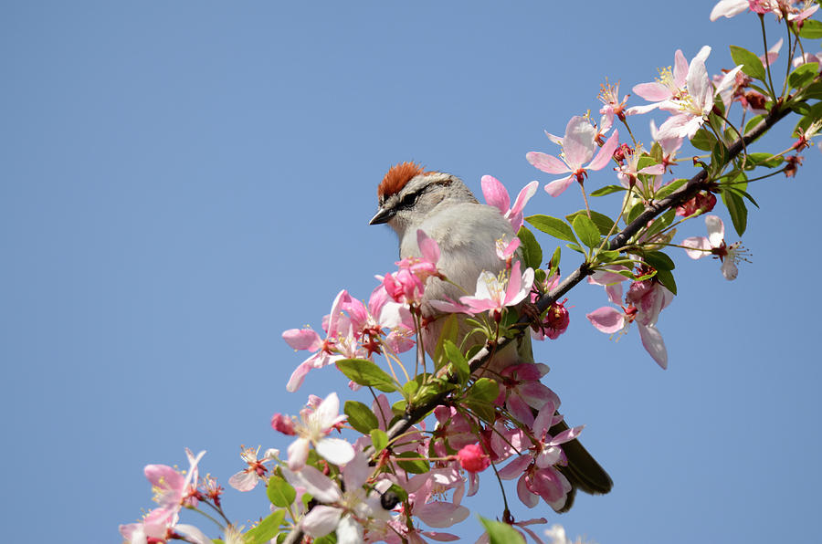Chipping Sparrow in Spring Photograph by Ann Bridges