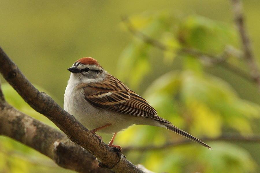 Chipping Sparrow in Sugar Maple Photograph by Gerald Hiam