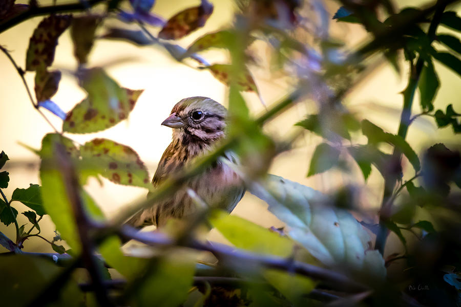 Sparrow Photograph - Chipping Sparrow In The Brush by Bob Orsillo