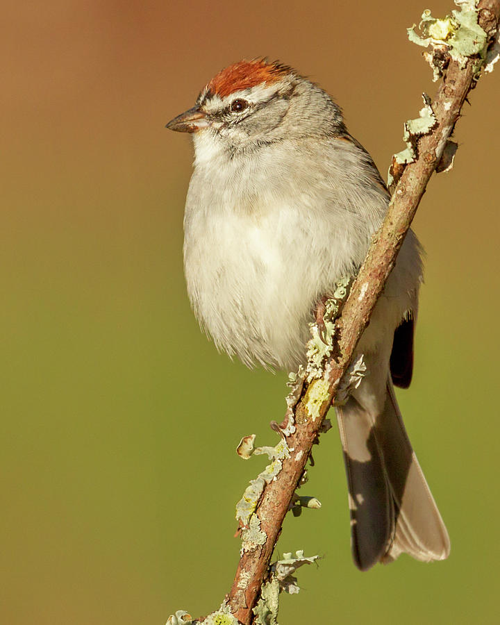 Chipping Sparrow  Photograph by Jerry Fornarotto