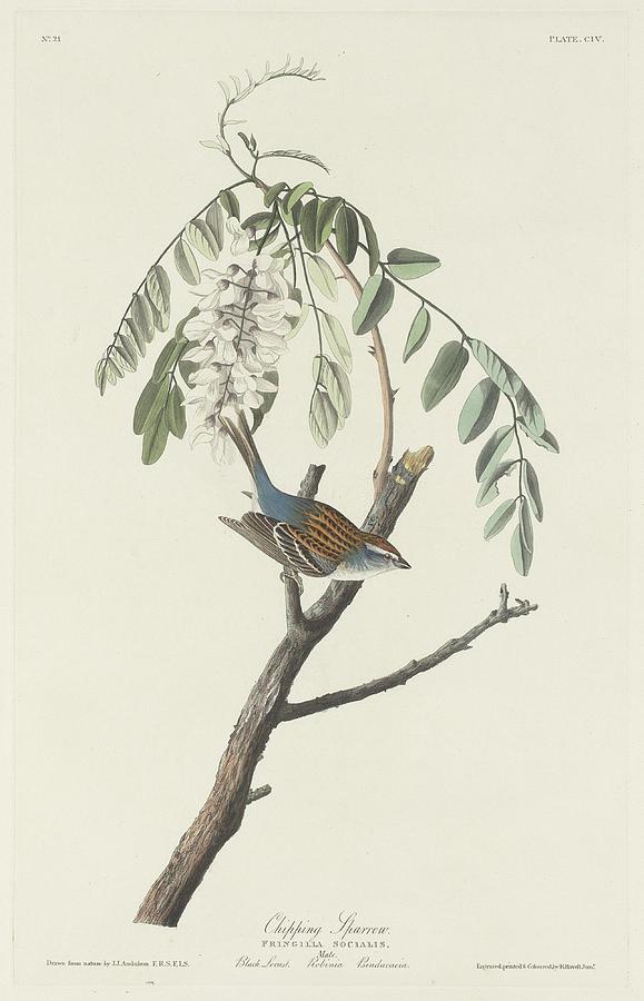 John James Audubon Drawing - Chipping Sparrow by Dreyer Wildlife Print Collections 