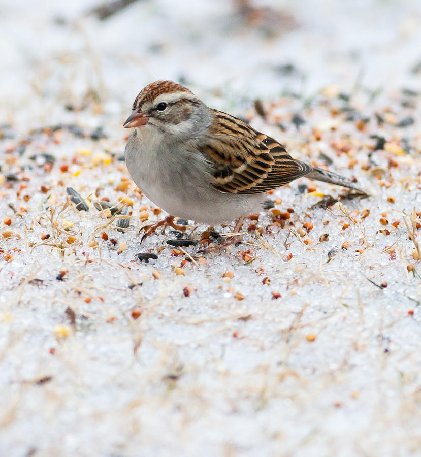 Chipping Sparrow Photograph by Melinda Fawver