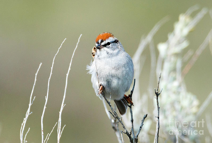 Chipping Sparrow Photograph by Michael Dawson