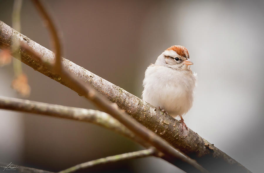 Bird Photograph - Chipping Sparrow by Phil And Karen Rispin