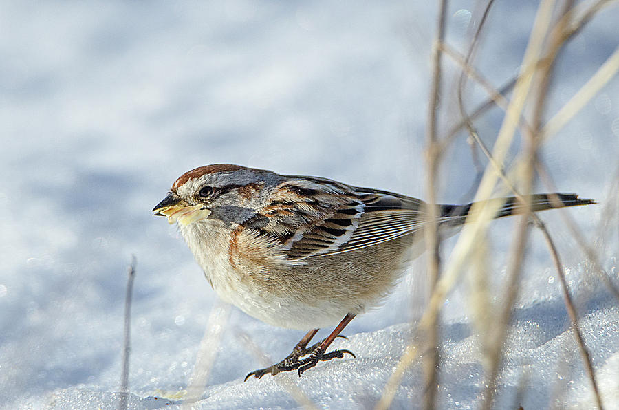 Chipping Sparrow Photograph by Susan McMenamin