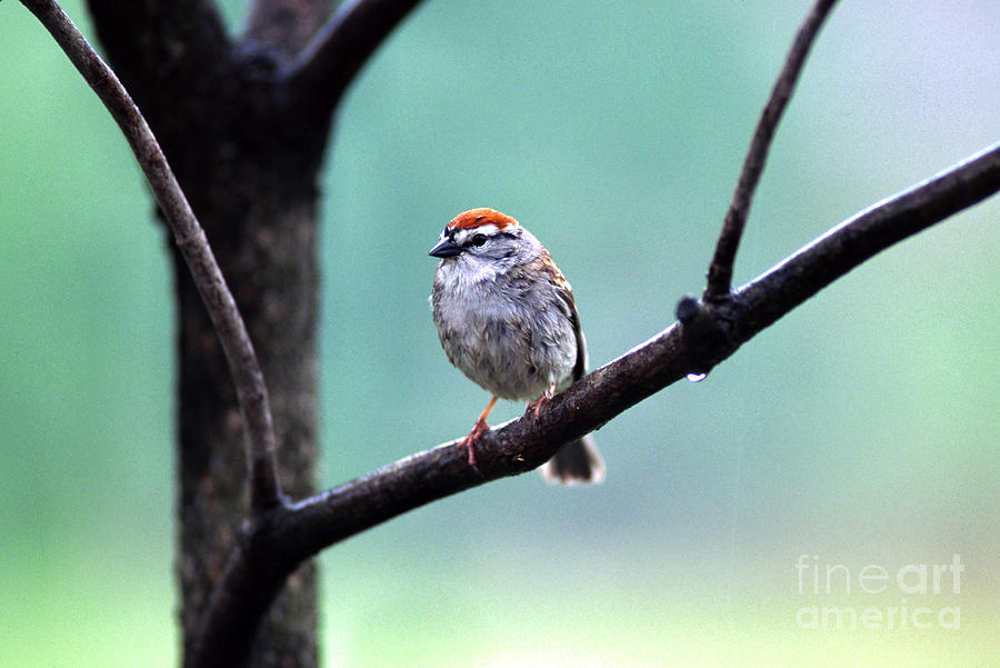 Chipping Sparrow Photograph by Thomas R Fletcher