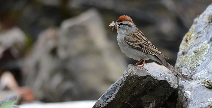 Nature Photograph - Chipping Sparrow by Whispering Peaks Photography