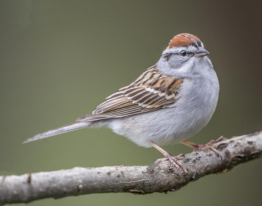Chipping Sparrow Photograph by William Bitman