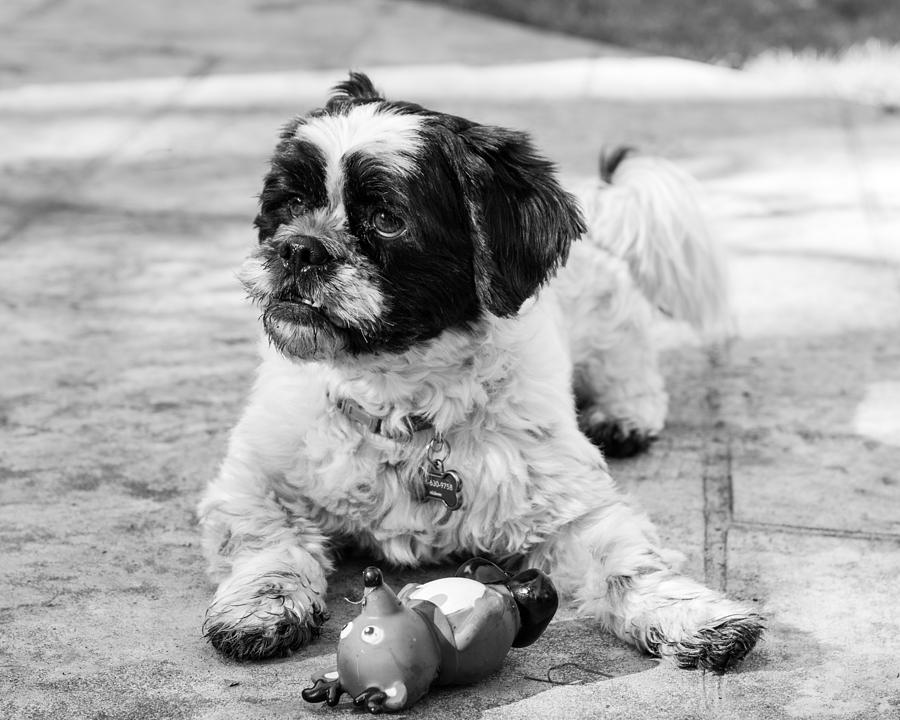 Sambucca and His Toy BW Photograph by Kristia Adams