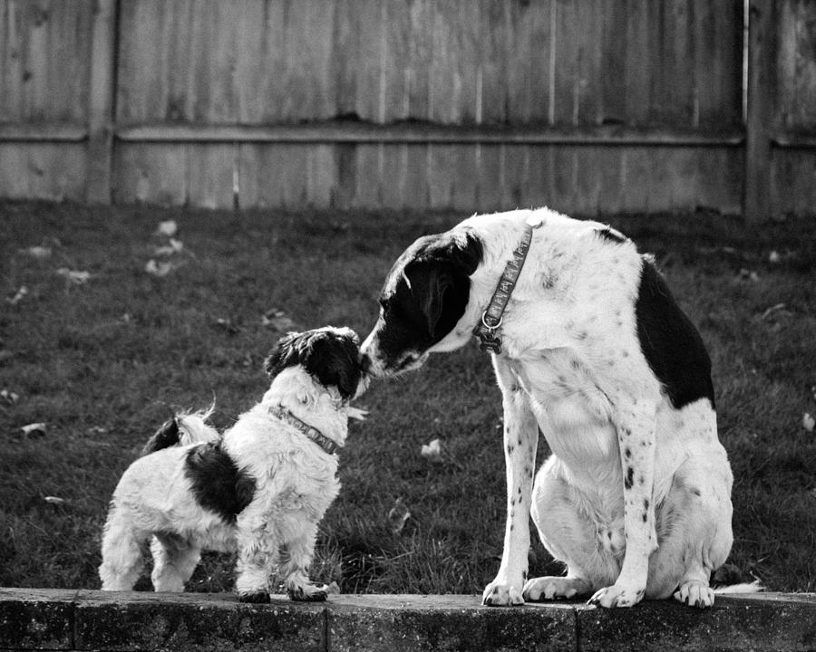 Brotherly Love Photograph by Kristia Adams