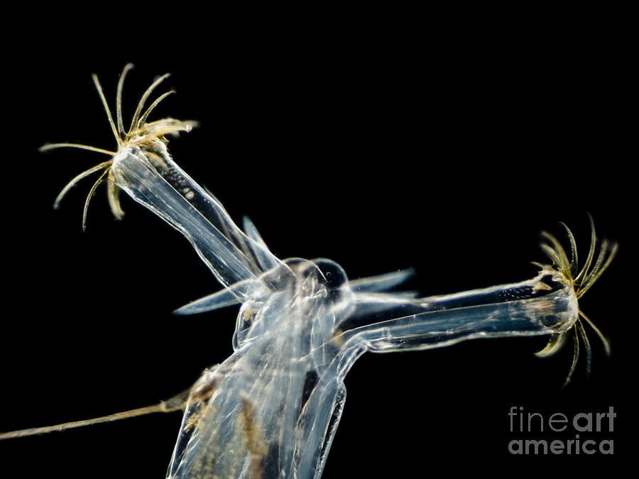 Chironomid Larva Chironomus Sp., Lm Photograph by Rubn Duro/BioMEDIA ASSOCIATES LLC