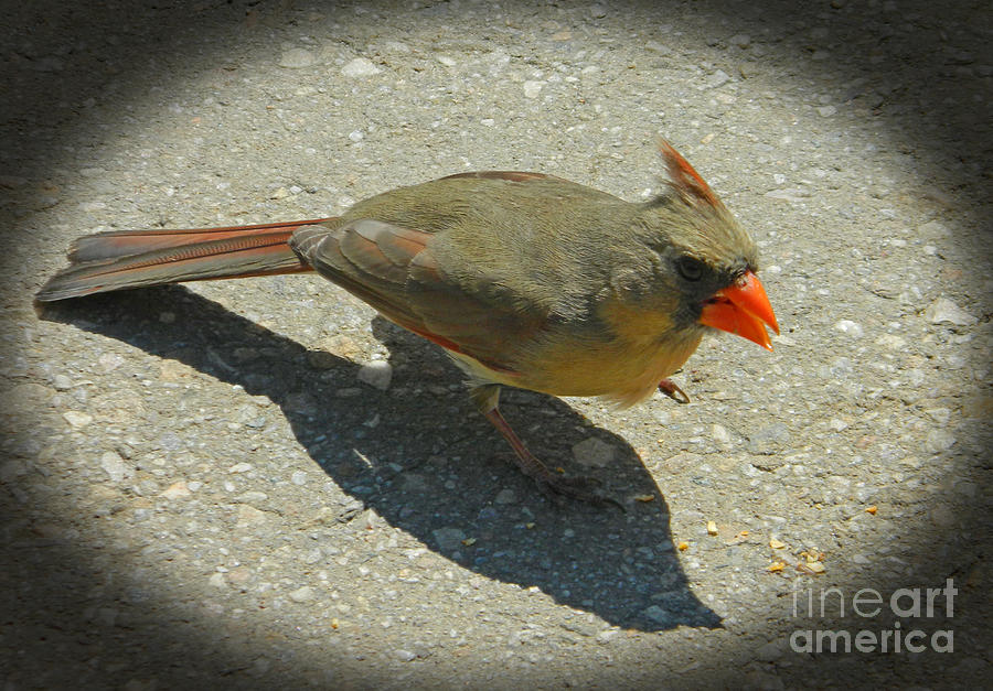 Chirping Cardinal Photograph by Emmy Vickers